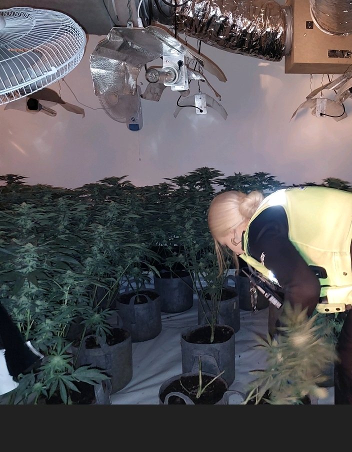 BartleyGreenWMP's tweet image. Bartley Green Neighbourhood Team came across a Cannabis Cultivation in the Edgbaston Area yesterday. Approximately 200 plants destroyed and taken off the streets @QuintonWMP