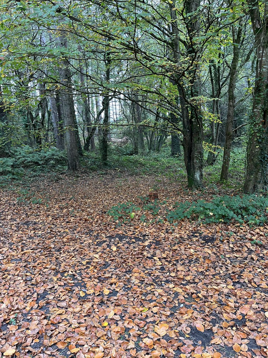 robbarnett1's tweet photo. Beautiful autumn morning ⁦@ParkPembrey⁩ https://t.co/dEWyDHV3Wt