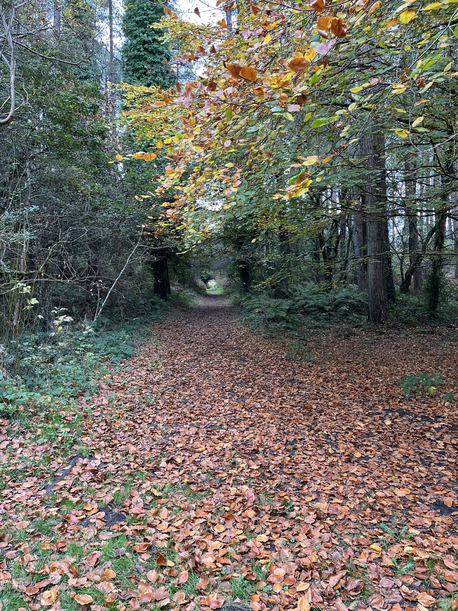 robbarnett1's tweet photo. Beautiful autumn morning ⁦@ParkPembrey⁩ https://t.co/dEWyDHV3Wt