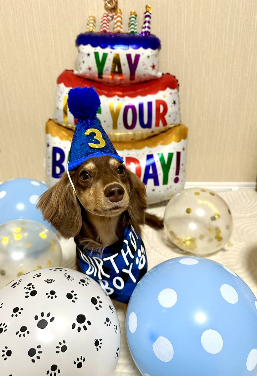 Sachi207's tweet photo. 3歳になりました😊
 #カニンヘンダックス https://t.co/mMVP8O7UhZ
