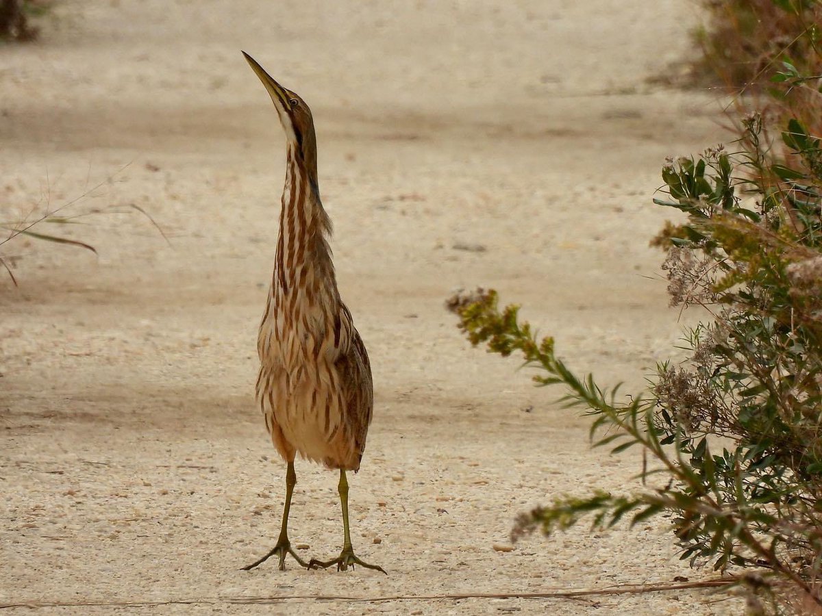candiburke's tweet photo. One of my fav birding moments. 3 years ago. This American Bittern came trotting down a trail toward us then went into camouflaging mode. Spectacular https://t.co/yhy0gfRC6p