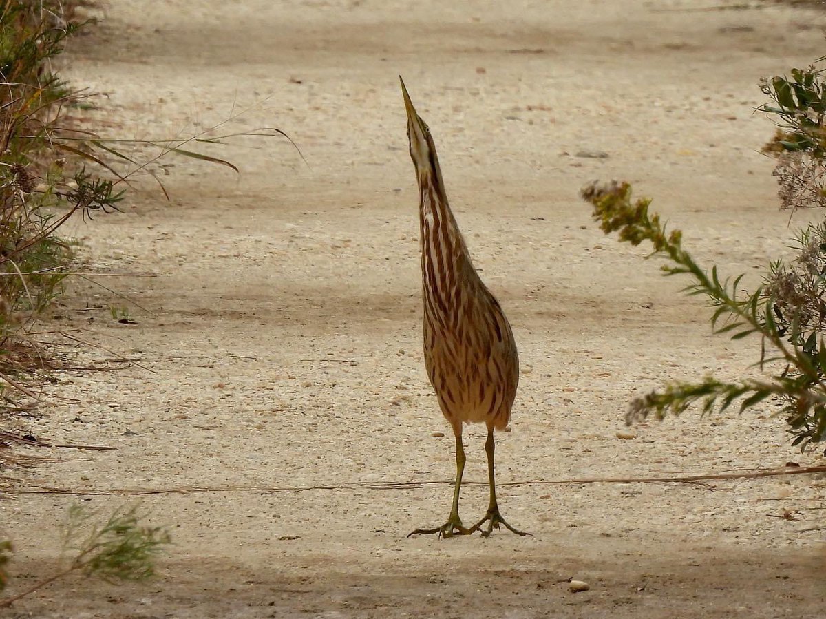 candiburke's tweet photo. One of my fav birding moments. 3 years ago. This American Bittern came trotting down a trail toward us then went into camouflaging mode. Spectacular https://t.co/yhy0gfRC6p