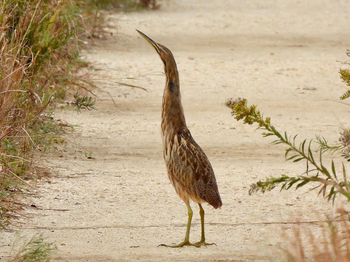 candiburke's tweet photo. One of my fav birding moments. 3 years ago. This American Bittern came trotting down a trail toward us then went into camouflaging mode. Spectacular https://t.co/yhy0gfRC6p