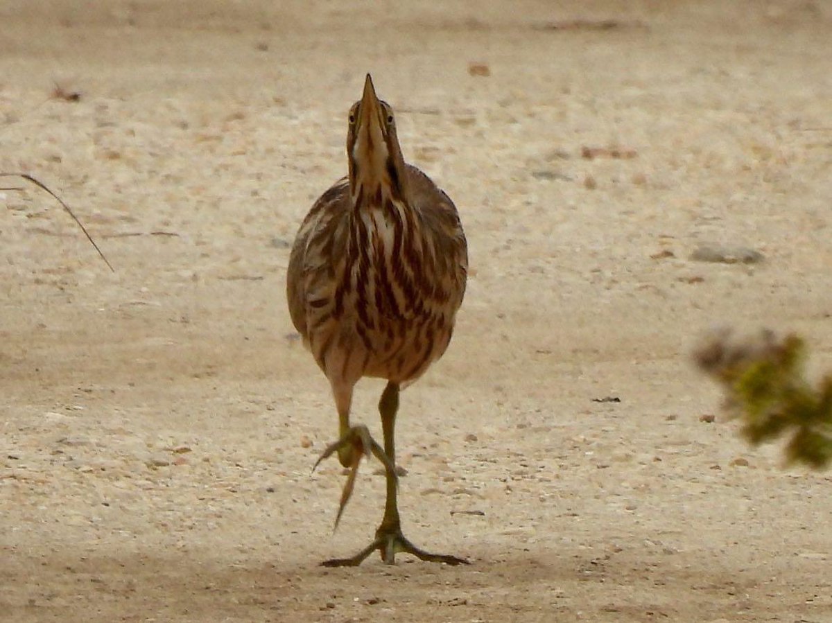 candiburke's tweet photo. One of my fav birding moments. 3 years ago. This American Bittern came trotting down a trail toward us then went into camouflaging mode. Spectacular https://t.co/yhy0gfRC6p