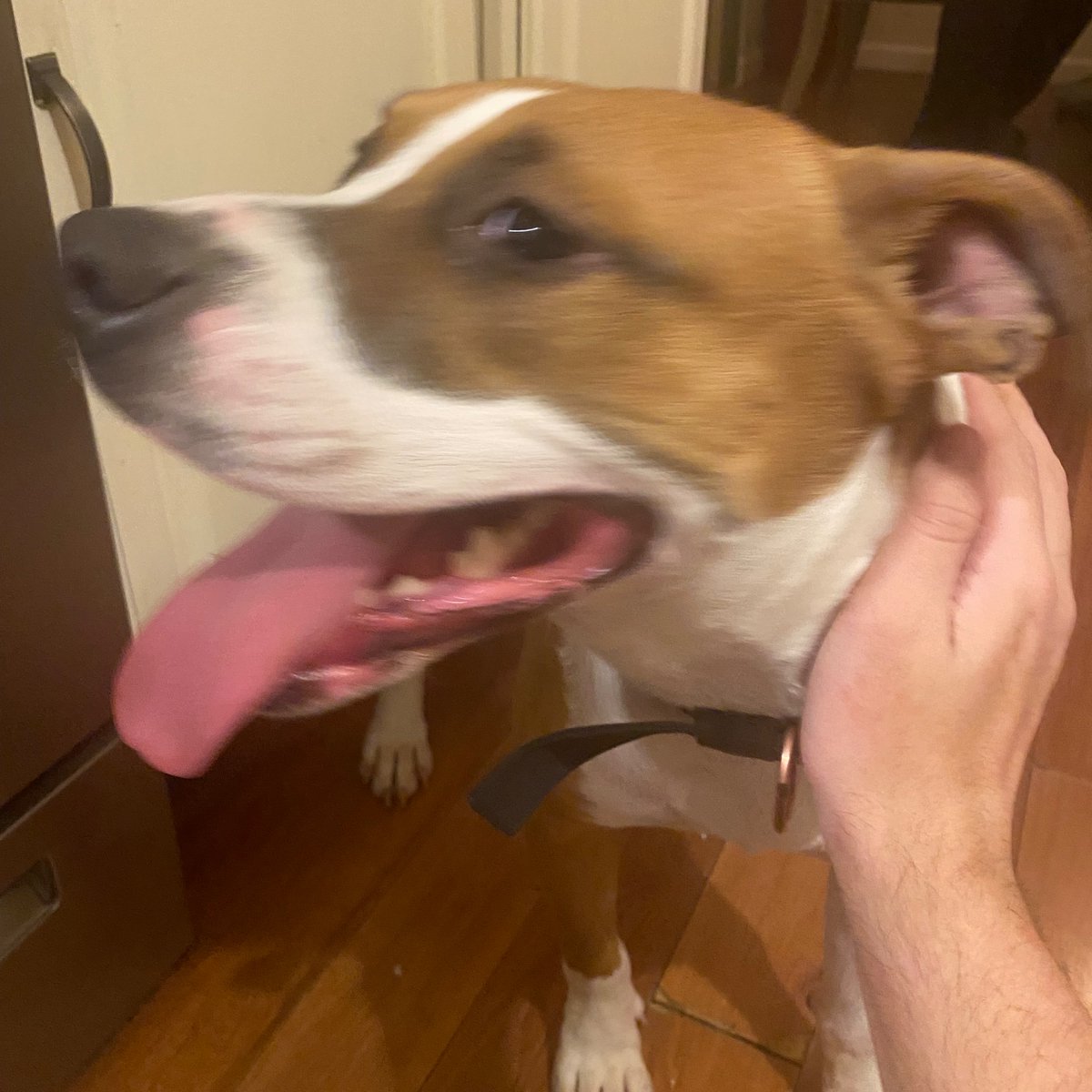 MeiFlowers107's tweet photo. GRAHAM IS AT HOME AND CRATED RN BECAUSE NOBODY IS THERE TO WATCH HIM LET ME GO HOME AND PLAY WITH HIM SO HE'S NOT SAD AND LONELY #FREEGRAHAM https://t.co/3WijYkznNx