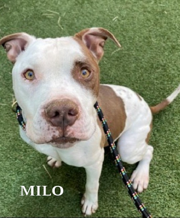 MILO💙   211275
#NYCACC
Relisted 11/5 💉
3 yrs old.
Sweet, social, active &amp; playful!
Housetrained⭐
Friendly w/strangers, kids &amp; dogs!
Knows basic commands!
FOSTER/ADOPT #PLEDGE