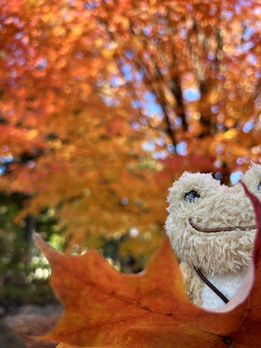 satogyunyu's tweet photo. 秋🍂 https://t.co/Hhhcm8T4UF
