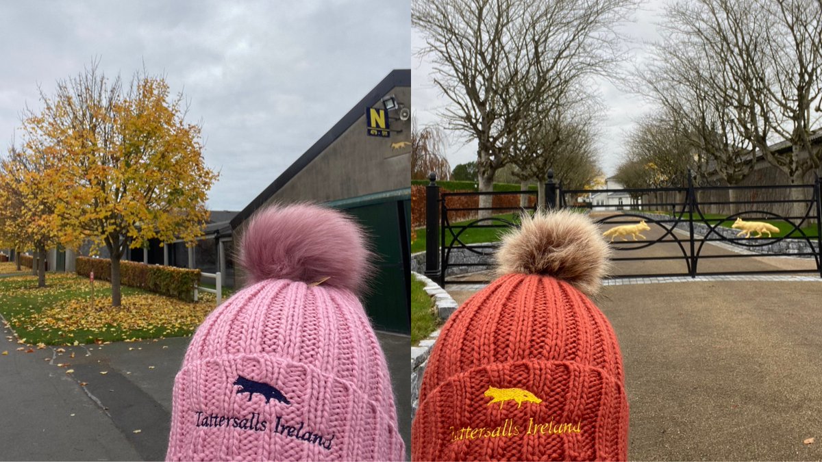 Tattersalls Ireland tweet media