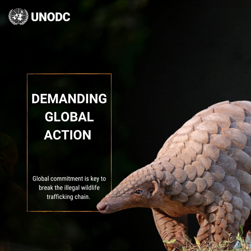 UNODC's tweet photo. 📍South Africa: This week is dedicated to protecting wildlife from organized crime networks. 

Follow @UNODC_ENV, @INTERPOL_EC, @united4wildlife, and @environmentza for updates on how we can #EndWildlifeCrime together. 

Learn more ⬇️