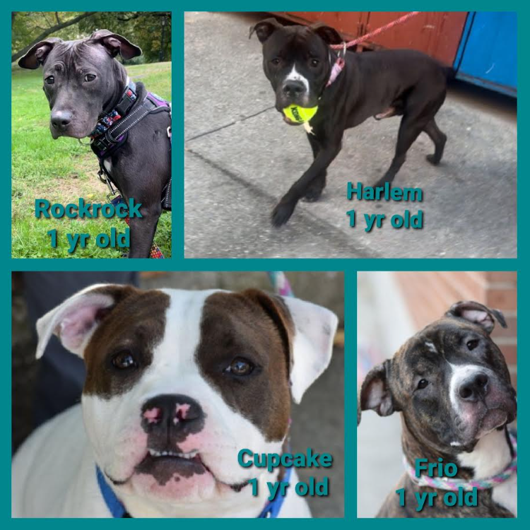 NMBewitched's tweet photo. #NYCACC
1/2 of the current Kill List is #Puppies
Pls #StopBreeding
#FostersSaveLives
Need patient people
Someone who is amused by a little chaos
Rejoices in zoomies, goofy play
Reaps the benefits from nurturing
Someone w/ a big heart & loving home
DM @notthesameone2 https://t.co/Y3PubfCJhZ