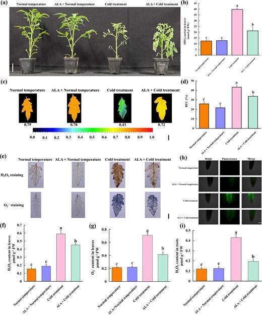 Hortres's tweet image. ALA boosts tomato cold tolerance via SlGSTU43! #ColdStress #TomatoBreeding #GeneEngineering @OxfordJournals 
Details:doi.org/10.1093/hr/uha…