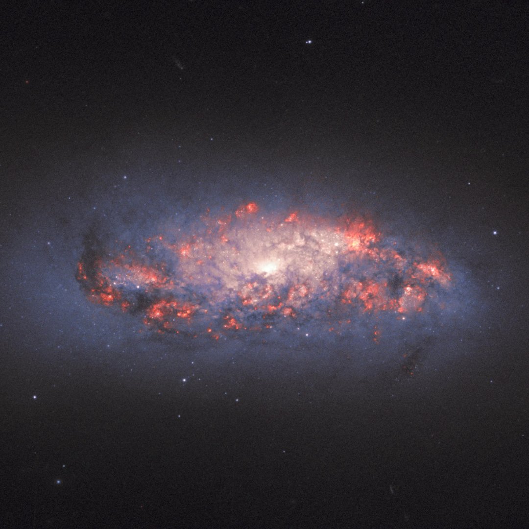 NASAHubble's tweet image. Stars in bloom 🌹

Bright, colorful patches of star formation unfurl like red roses in this #HubbleClassic image.

Known as NGC 972, this spiral galaxy is just under 70 million light-years away from us.

Discover more: go.nasa.gov/4ejzYRo