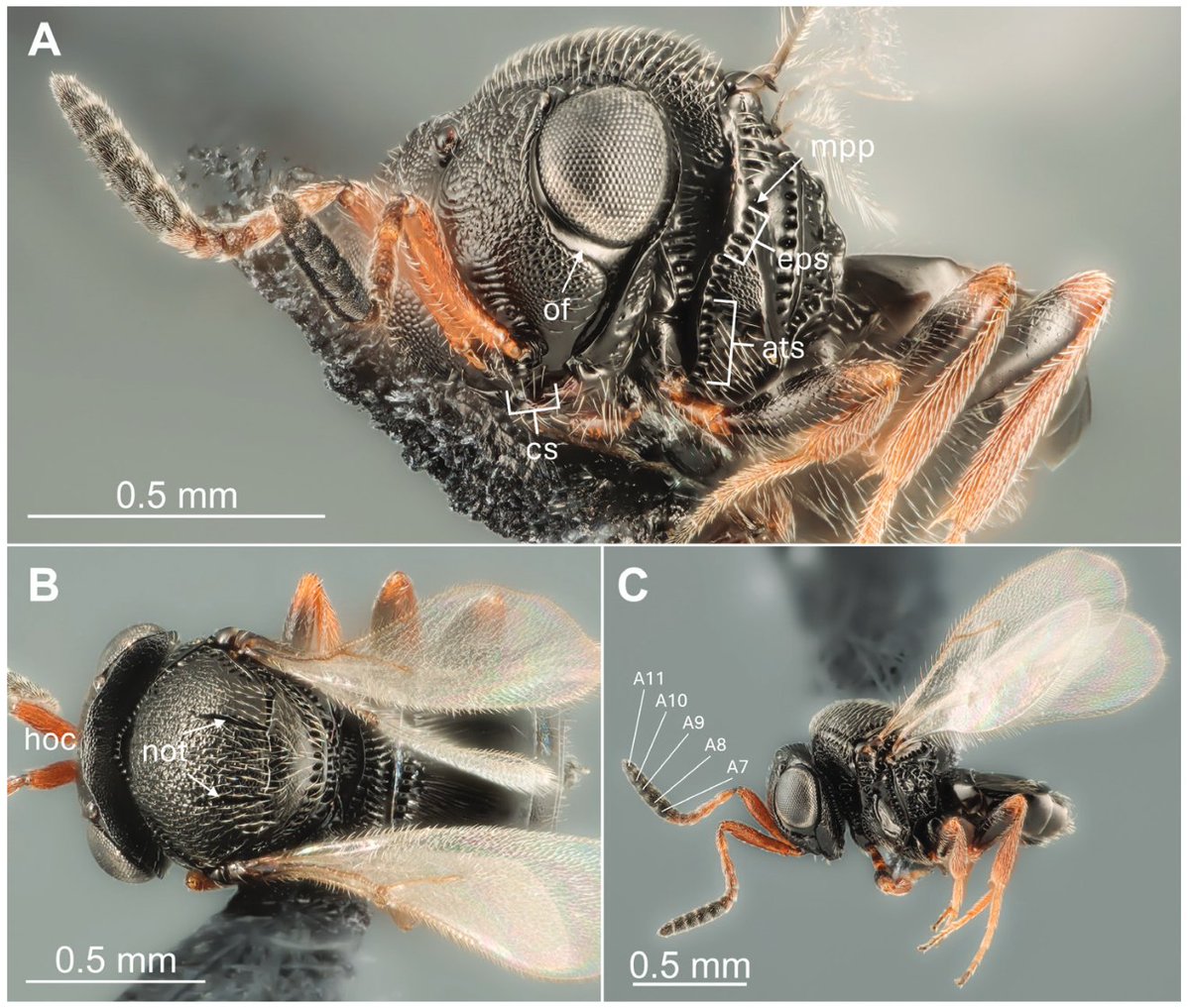 INRAE LutteBiologique (@inrae_lutte_bio) on Twitter photo Détection des premières populations adventives, en France, de #Trissolcus #japonicus, la guêpe samouraï : un parasitoïde oophage exotique de la punaise diabolique H. halys #BMSB.
doi.org/10.3897/jhr.97… via <a href="/HymenopteraJour/">Hymenoptera Journal</a>
Une collaboration #ANPN, <a href="/DISAFA_INT/">#UNITO-DISAFA_INT</a> et <a href="/SAgrobiotech/">Sophia Agrobiotech</a> Détection des premières populations adventives, en France, de #Trissolcus #japonicus, la guêpe samouraï : un parasitoïde oophage exotique de la punaise diabolique H. halys #BMSB.
doi.org/10.3897/jhr.97… via <a href="/HymenopteraJour/">Hymenoptera Journal</a>
Une collaboration #ANPN, <a href="/DISAFA_INT/">#UNITO-DISAFA_INT</a> et <a href="/SAgrobiotech/">Sophia Agrobiotech</a>