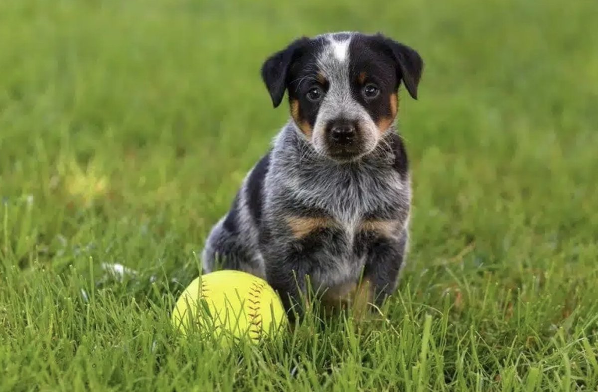 MAGABEEKEEPER tweet media