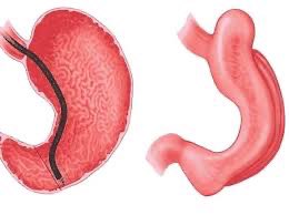 Barham Abu Dayyeh MD MPH FASGE FAGA FAFS tweet media