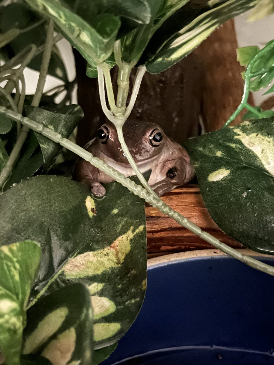 She is planning my demise (and also in need of a bath)