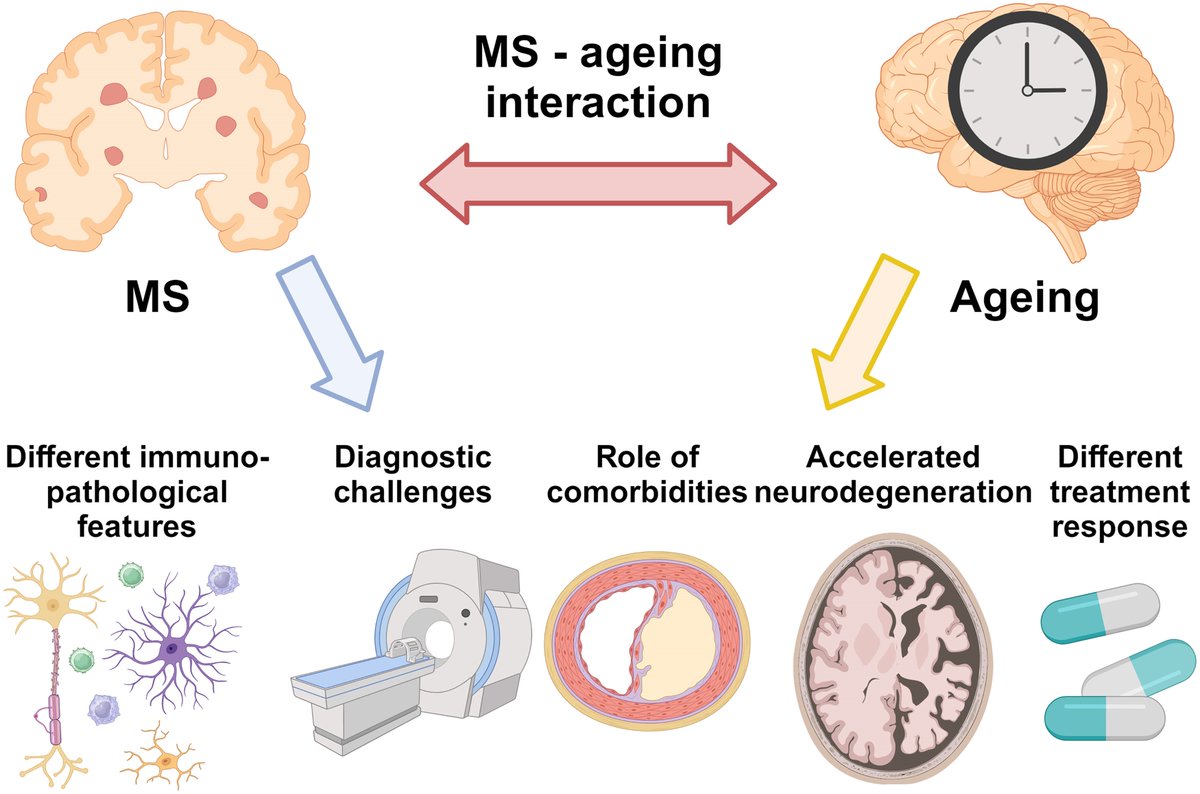 Filippi et al. explore the impact of ageing in MS, covering topics such as immunosenescence, diagnostic criteria in older patients, and comorbidities, as well as the use of MRI to study neurodegeneration and to monitor treatment response. tinyurl.com/8jkbhrjj