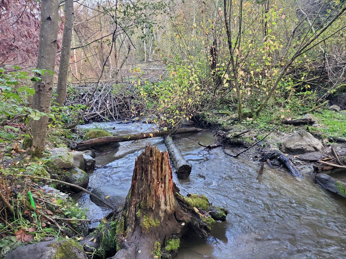 "Go, buddy! Go! Go!"

Spectators cheered spawning salmon on their uphill journey yesterday in Seattle's Carkeek Park.

This location was transformed last year when beavers built a 5-ft-tall dam across the creek