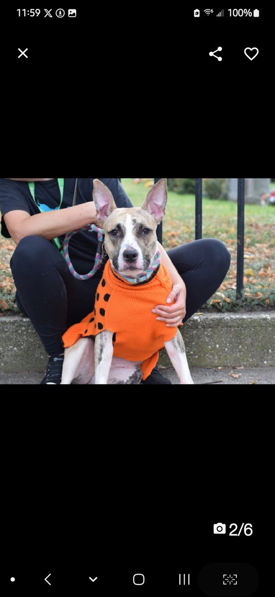 💕HoneyBear💕
#NYCACC #211195 1y
▪️Relisted TBK: 11/5💉 

Precious, playful puppy!
Eager to give u all her love + loyalty.
Wld be a perfect BFF as beyond sweet!
Deserves loving, N.East #Foster/#Adopter, 2 blossom.

DM <a href="/notthesameone2/">Not the Same</a>
Pls #Pledge4Rescue
💞HB