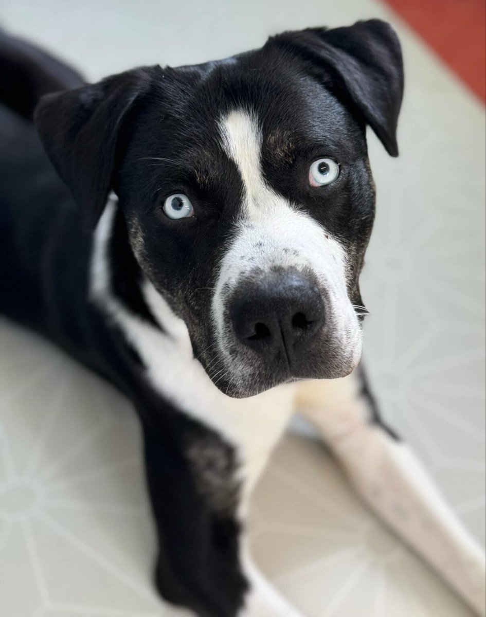 Please retweet to help Koda find a home #YORKSHIRE #UK 
Available for adoption, registered British charity✅
Details or apply or Koda below👇
helpingyorkshirepoundies.co.uk/rescue-a-dog/
What an amazing boy Koda is! He is 12 months old and just the nicest boy. According to his microchip, he is an