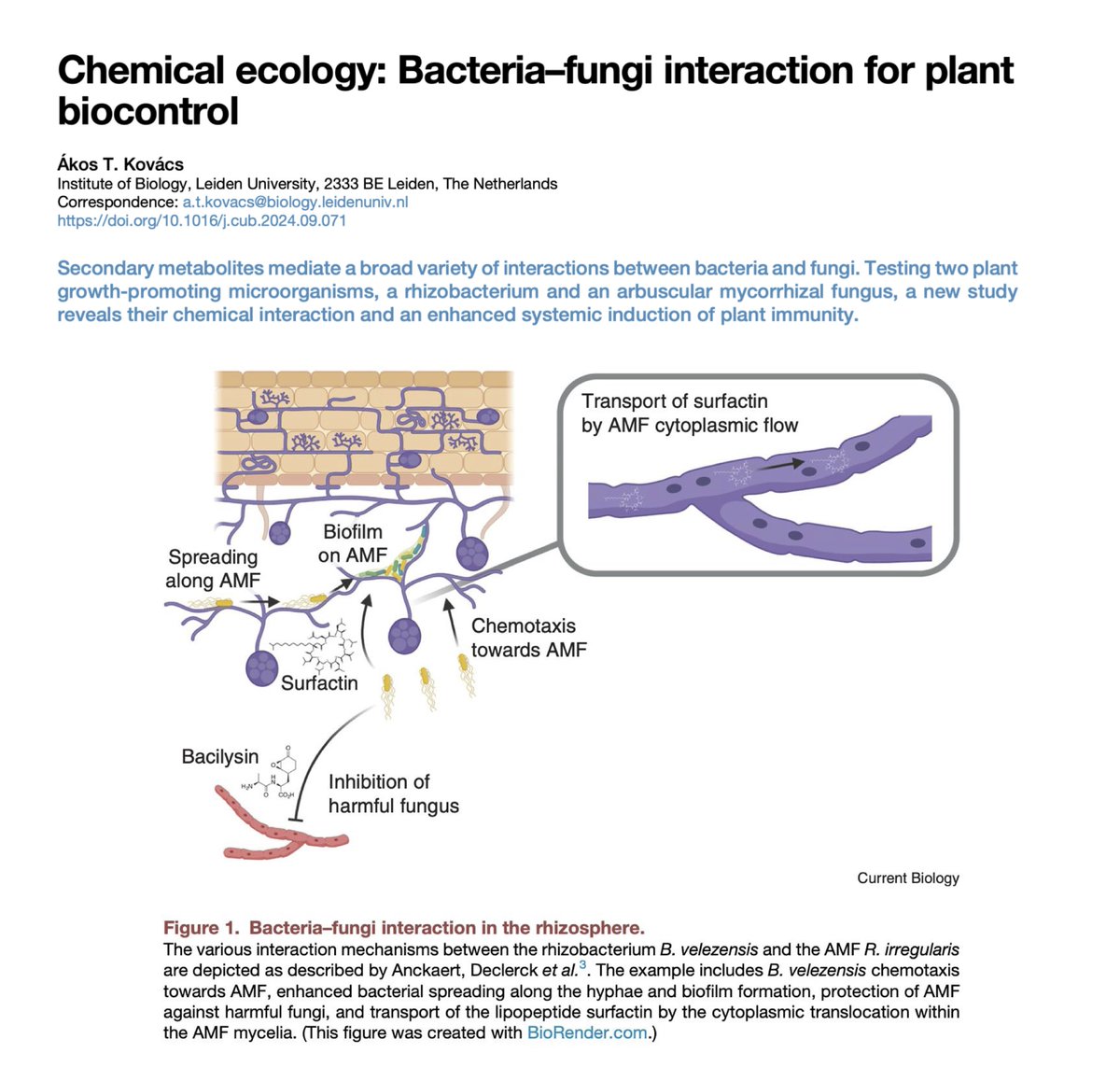 Second publication for today: a Dispatch in <a href="/CurrentBiology/">Current Biology</a> on the Bacillus-AMF work of Adrien Anckaert et al from Marc Ongena <a href="/microbeinteract/">Marc Ongena</a> lab

Chemical ecology: Bacteria–fungi interaction for plant biocontrol

sciencedirect.com/science/articl…

#MicrobiomeEcology at <a href="/LeidenBiology/">LeidenBiology</a>
