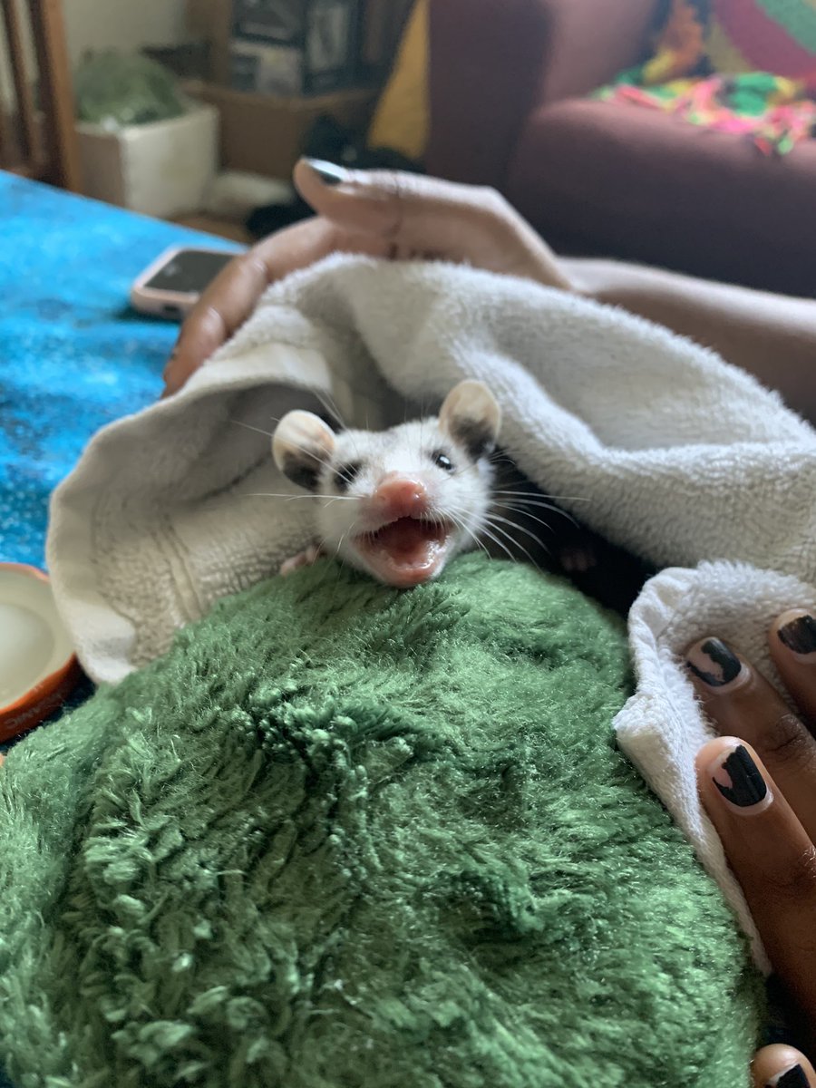 Possumeveryhour.io tweet media