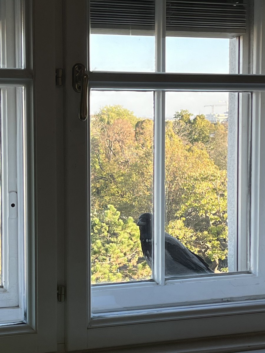 RebaySalisbury's tweet image. Had a curious visitor today.