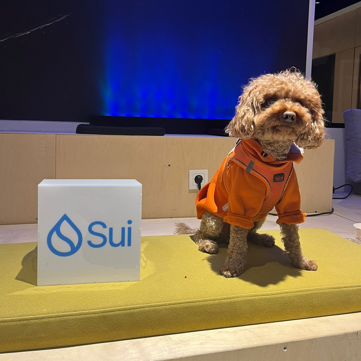 Sui ekosistemi büyüyor ve dostlarımız da bunun bir parçası! 🐶

Topluluk buluşmamıza katılan Jeton, adından olsa gerek, Web3 ekosistemini bildiğini söyledi.