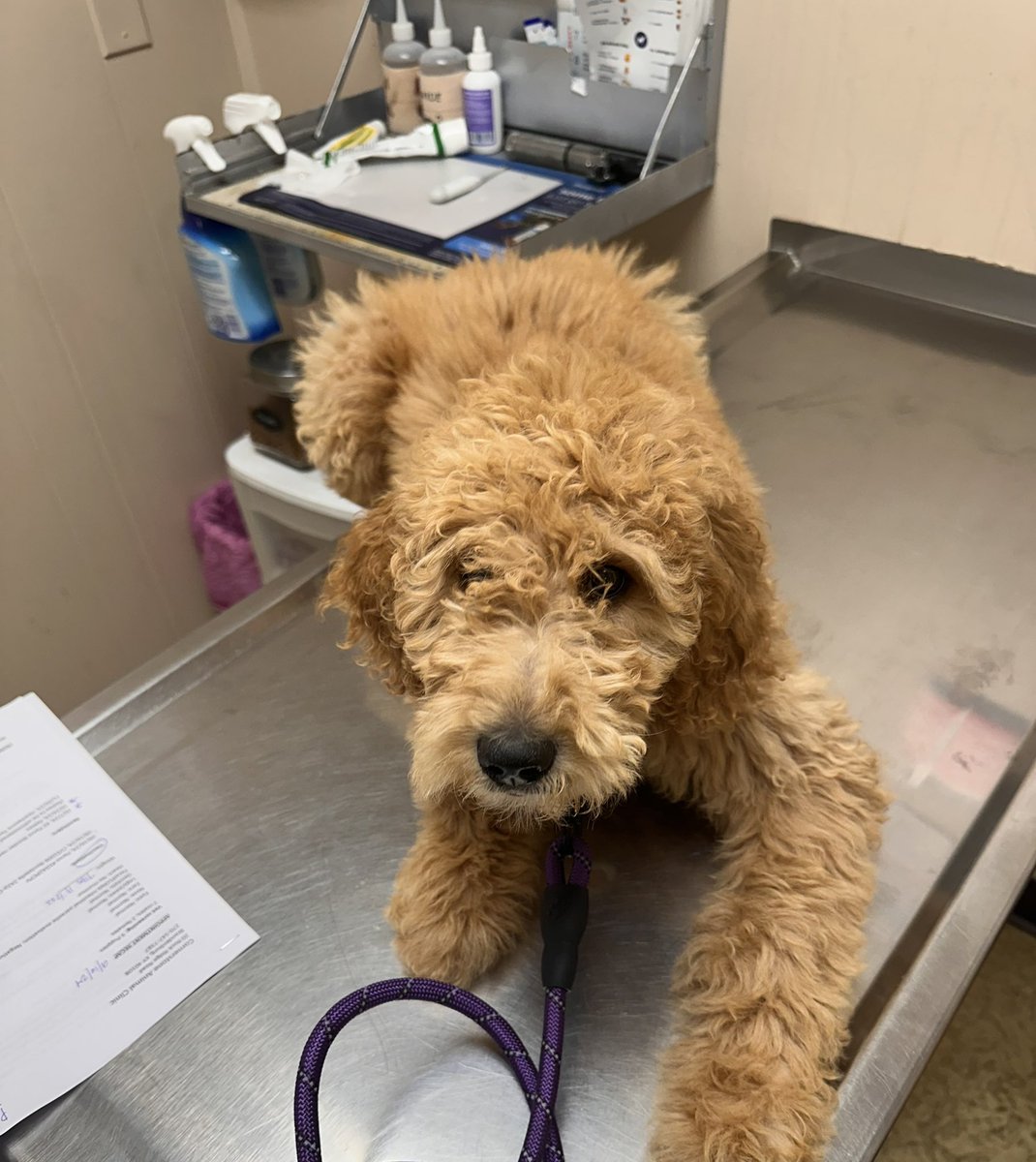 Vet appointment ✅ 15.7 lbs and perfect! 💜🐾
Healthy, happy Lady Mae! 

#goldendoodle #goldendoodlepuppy