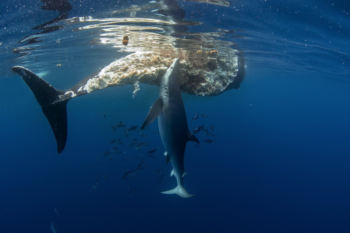 Jeremy Roberts tweet media