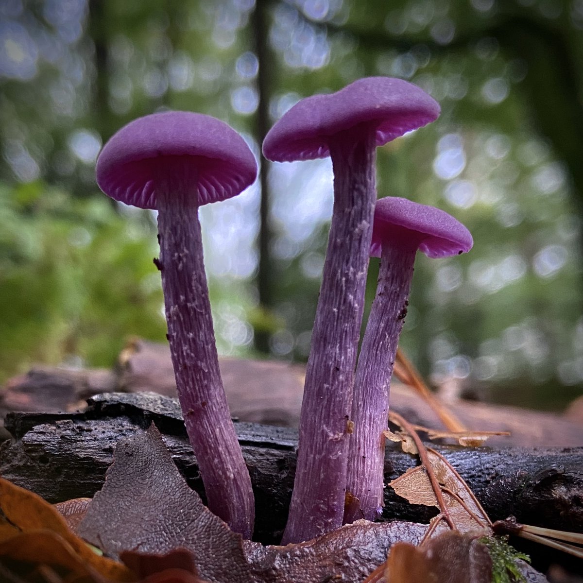 #MushroomMonday Laccaria amethystina - Amethyst Deceiver 💜