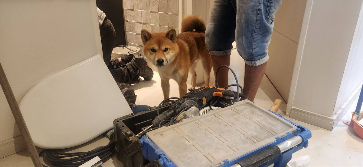 Renovations all done, boys. Time to get back to work. 

$TOKU