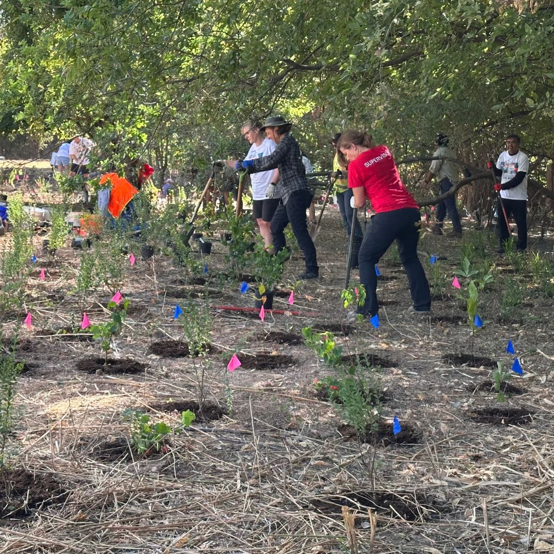 TreeFolks tweet media