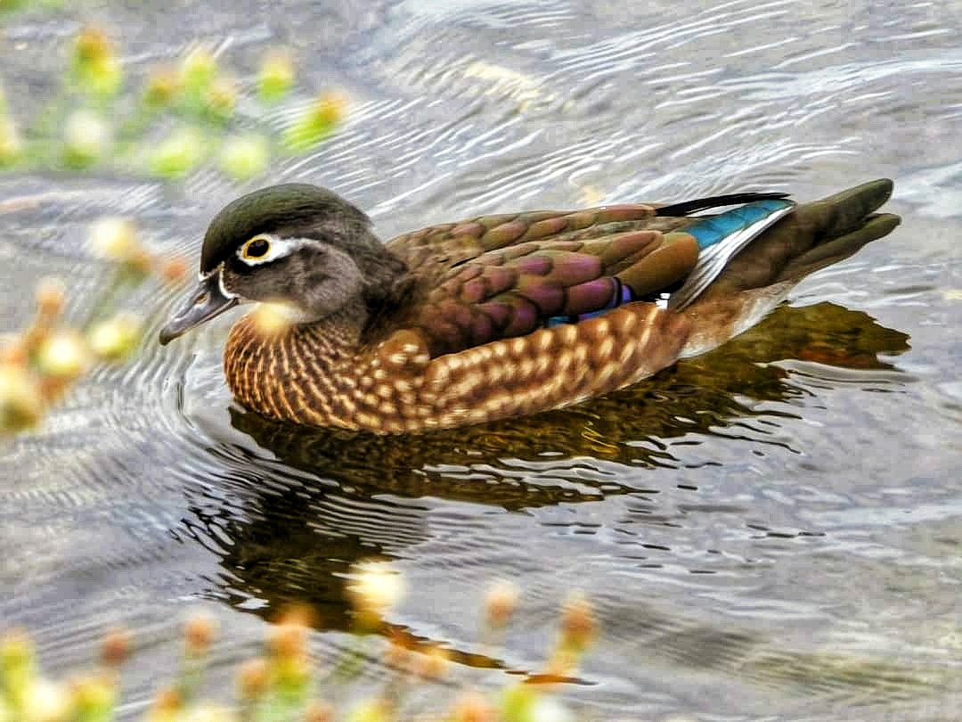 jill50546998's tweet image. #MallardMonday 
wood ducks this morning. #birdwatching #birds #ducks