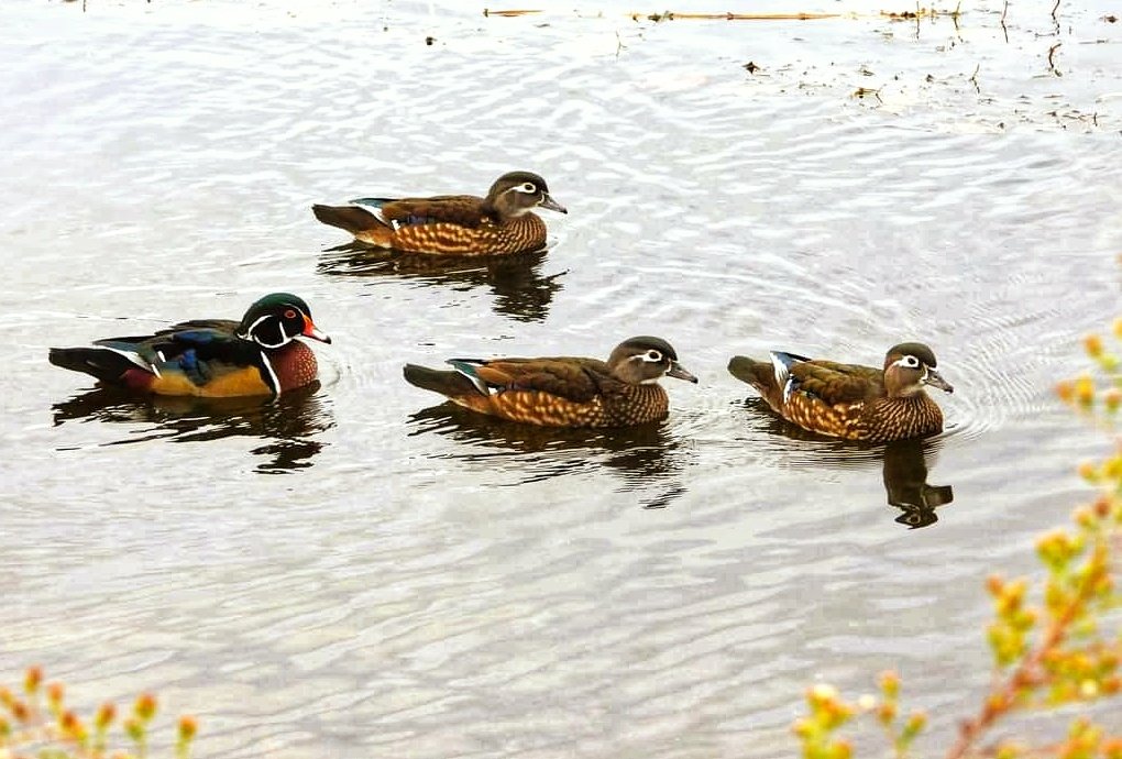 jill50546998's tweet image. #MallardMonday 
wood ducks this morning. #birdwatching #birds #ducks