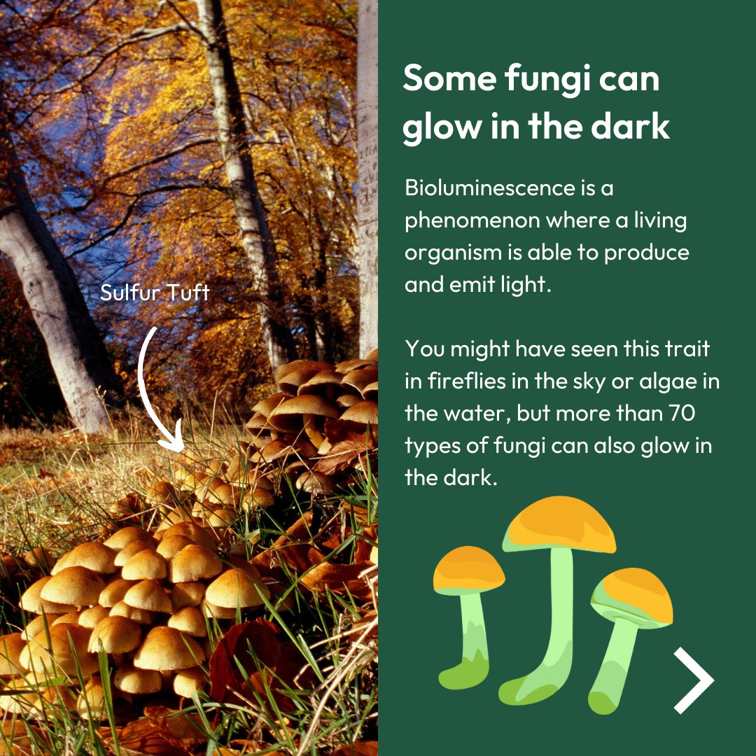 Plantlife tweet media