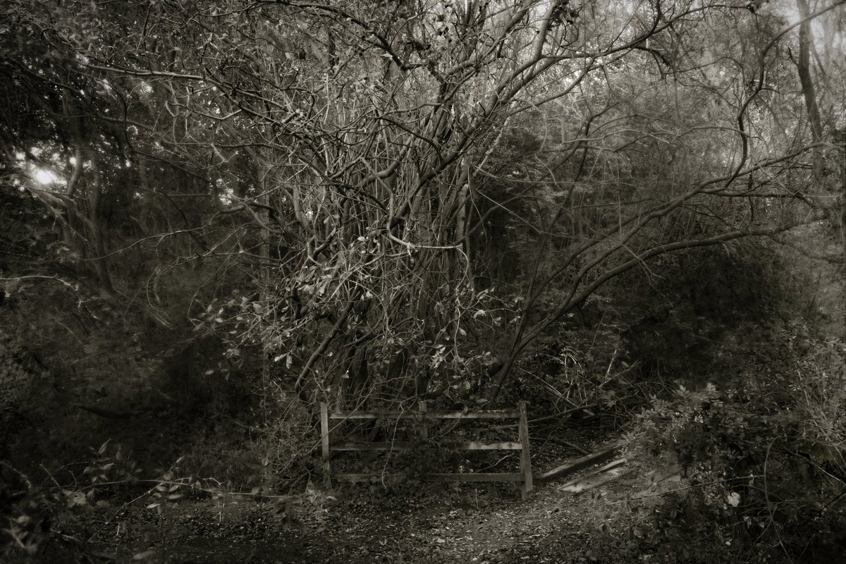 nomoth (@apevisions) on Twitter photo 