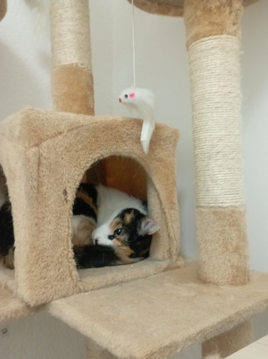 Alina_Gag's tweet photo. Me llamo Piña Colada. Tengo 1 año y soy muy dulce y coqueta. Y cariñosa también. Mi humana no está bien de salud y pronto va a trascender 😞

Y está muy preocupada por mí. Estamos buscando una familia que pueda acogerme. Para no quedarme en la calle. https://t.co/gIvz04TPhI