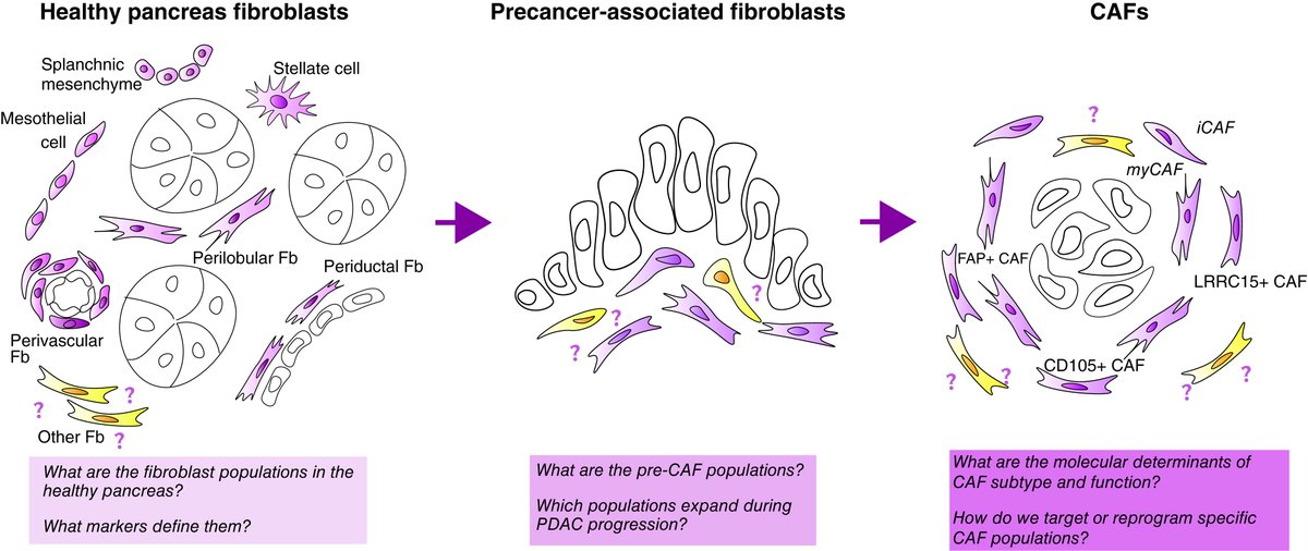 Anirban Maitra (@aiims1742) on Twitter photo ICYMI, the new issue of <a href="/CR_AACR/">Cancer Research</a> is online and features the print version of the In Focus commentary
#PancreaticCancer–Associated Fibroblasts: Where Do We Go from Here?
aacrjournals.org/cancerres/arti…
By Eileen Carpenter, <a href="/DebVendramini/">Débora Vendramini-Costa, Ph.D</a> <a href="/MC_Hasselluhn/">Marie Hasselluhn</a> <a href="/MaraShermanLab/">Mara Sherman Lab</a> <a href="/Pasca_Lab/">PascaLab</a> ICYMI, the new issue of <a href="/CR_AACR/">Cancer Research</a> is online and features the print version of the In Focus commentary
#PancreaticCancer–Associated Fibroblasts: Where Do We Go from Here?
aacrjournals.org/cancerres/arti…
By Eileen Carpenter, <a href="/DebVendramini/">Débora Vendramini-Costa, Ph.D</a> <a href="/MC_Hasselluhn/">Marie Hasselluhn</a> <a href="/MaraShermanLab/">Mara Sherman Lab</a> <a href="/Pasca_Lab/">PascaLab</a>