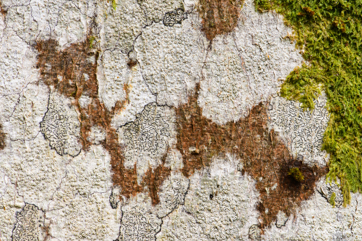 SheldrakeRich's tweet photo. Landscape of the beech tree

The glorious diversity of colours, tones and textures on the bark of a beech tree in the New Forest. 

#Sharemondays2024 #appicoftheweek #wexmondays #fsprintmonday #beech #Nikon #newforest https://t.co/Gfl0XYw7hb