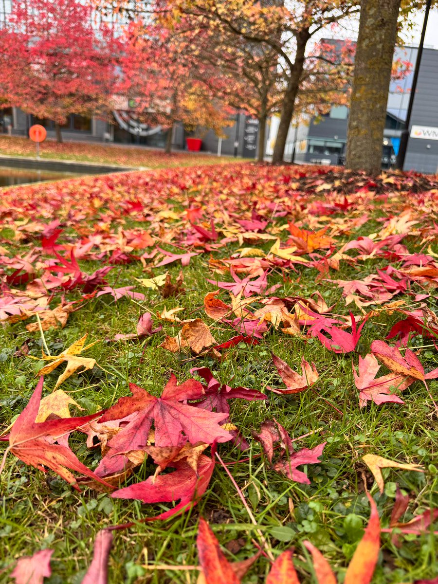 Falk Schneider (@faldalf) on Twitter photo Autumn vibes <a href="/uniofwarwick/">University of Warwick</a> <a href="/BMSatWarwick/">BioMedSci Warwick</a>
Having seasons can actually be quite nice :)
Photo credit <a href="/merve_aksozz/">Merve Aksöz</a> Autumn vibes <a href="/uniofwarwick/">University of Warwick</a> <a href="/BMSatWarwick/">BioMedSci Warwick</a>
Having seasons can actually be quite nice :)
Photo credit <a href="/merve_aksozz/">Merve Aksöz</a>