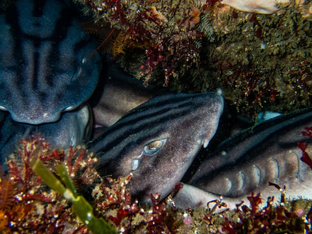 One of my fav shark facts is that some species like to cuddle when sleeping

Look at them 😭💙