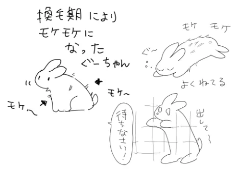 もけもけになったウサギ
家をあけてた1日半くらいで急に、よりもけもけになってた・・ 
