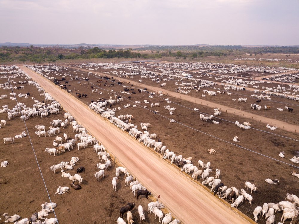 celine_tellier's tweet photo. Nous refusons un accord qui détruirait l’agriculture paysanne en Europe, favoriserait la déforestation en Amérique du Sud et l’utilisation de pesticides interdits en UE, revenant ensuite dans nos assiettes. Non au nivellement par le bas, oui à une coopération solidaire et durable https://t.co/QvdxIJov2i