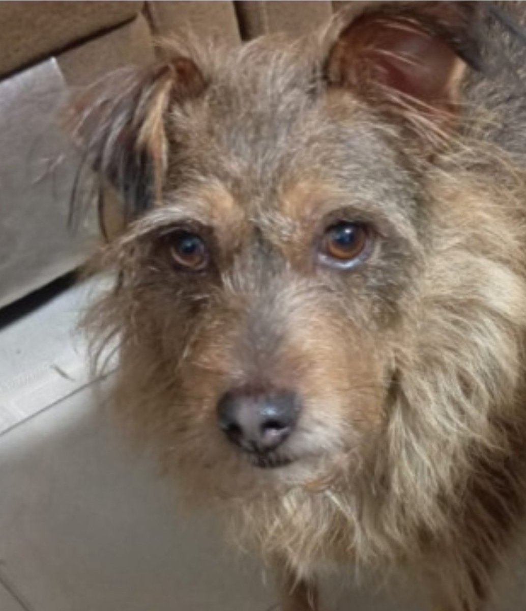 #Madrid 

Su dueño ha fallecido.
Miren su carita 💔
Cto <a href="/NuevaVidaAdop/">NUEVA VIDA ADOPCIONES</a>
