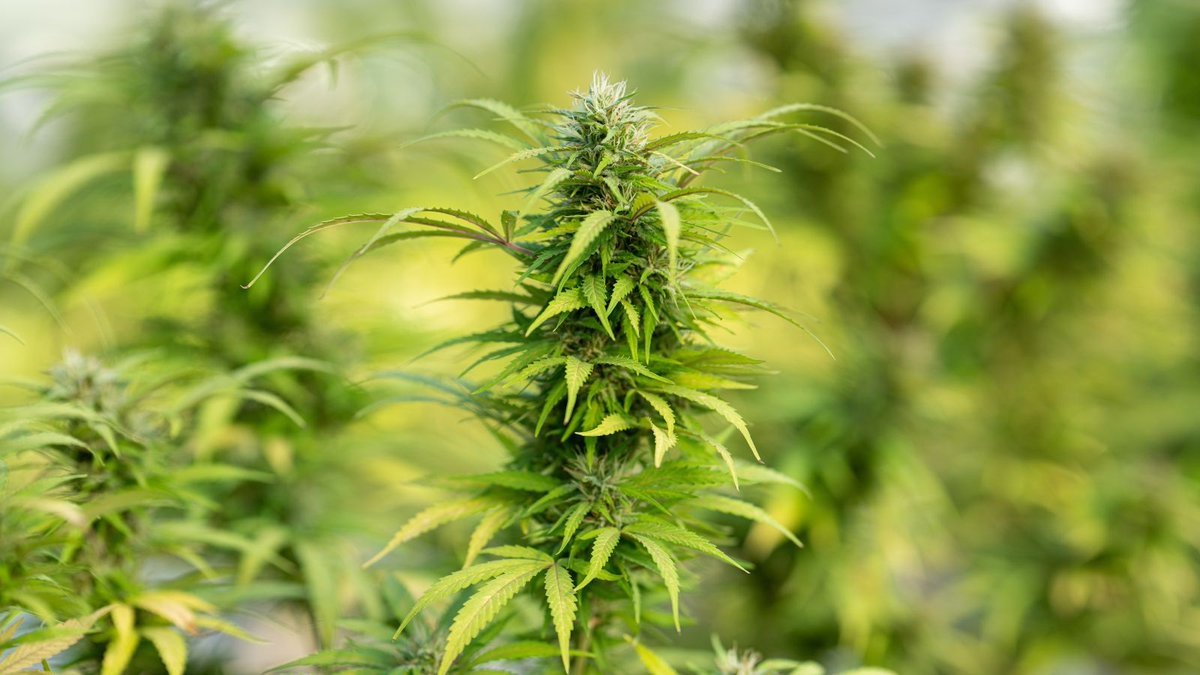 Would Canada legalizing recreational cannabis trigger greater cannabis use, boost economic growth, or otherwise affect the country’s health, safety and finances? See Michael Armstrong's study at ow.ly/9pyS50TYtEi
#medicalcannabis #cannabisresearch #cannabislegalization