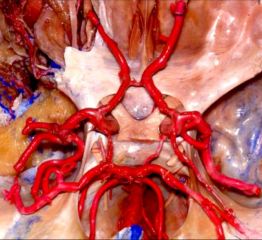 Which anatomical structure is this? Comment ur answer 🫡