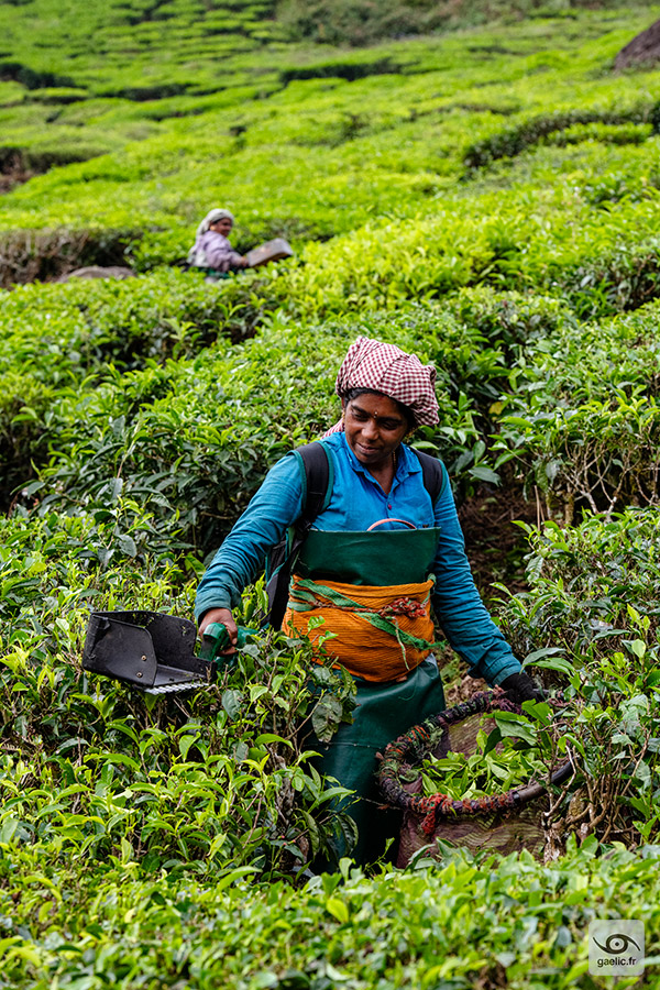 gaelic69's tweet photo. Tea harvest in Munnar mountains

2023-11-20 India, Kerala, Munnar
https://t.co/WqY7zNihmJ

#travel #india #photography #streetphotography #portrait #gaelic69 https://t.co/m64aNBVQUL