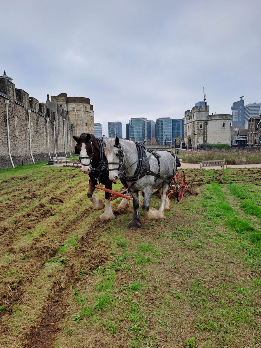 Look who's back in the moat! 🐴 Today the <a href="/OpCentaur/">Operation Centaur</a> Shire horses were at the Tower of London roughing up the soil to prepare it for sowing seeds 🌱