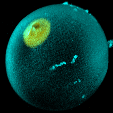 Dimova Lab now at @DimovaLab.bsky.social (@dimovalab) on Twitter photo 📢 Open PhD position as part of #MSCA network of 17 students
<a href="/ComeInCell/">ComeInCell</a>
Interested in exploring membrane stability/repair & #condensates ?
Check out & apply:
👉bit.ly/4fd8HRU
The project will include secondments at
<a href="/SaricLab/">Andela Saric</a>, <a href="/MarquesLab/">Carlos Marques</a> & <a href="/NatureComms/">Nature Communications</a> 📢 Open PhD position as part of #MSCA network of 17 students
<a href="/ComeInCell/">ComeInCell</a>
Interested in exploring membrane stability/repair & #condensates ?
Check out & apply:
👉bit.ly/4fd8HRU
The project will include secondments at
<a href="/SaricLab/">Andela Saric</a>, <a href="/MarquesLab/">Carlos Marques</a> & <a href="/NatureComms/">Nature Communications</a>